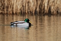 Mallard male - D